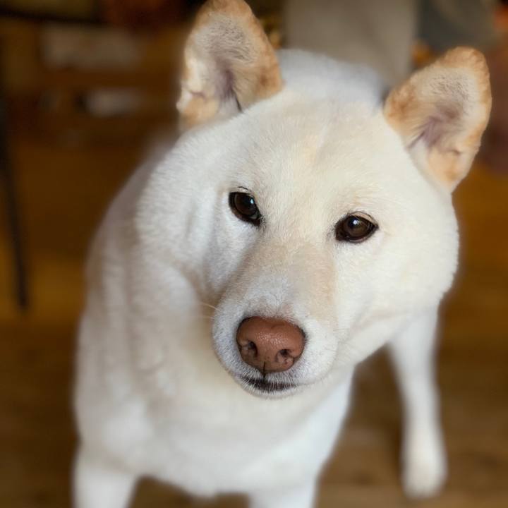 A4fb9e12 f5d1 426d 8814 7b06287b24dc 1557696353152