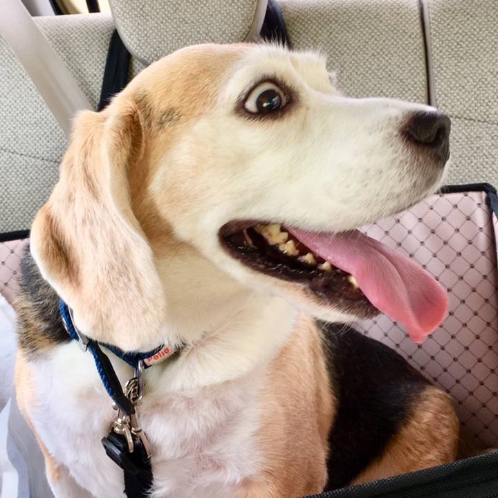 A4fc5438 a365 4bf8 bd8a 8a374c3735f7 1559619142665