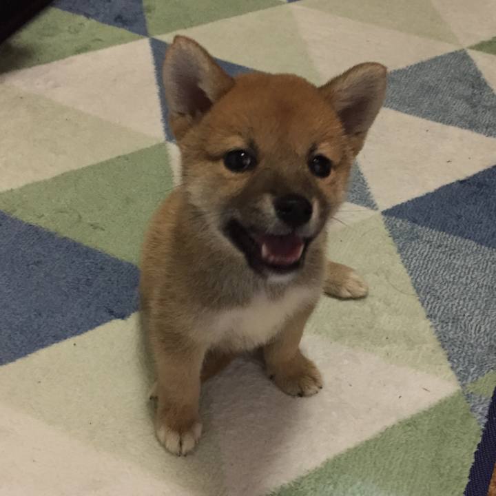 A4fc6c13 811f 4eeb be29 c96af3ad0dc4 1595932166124