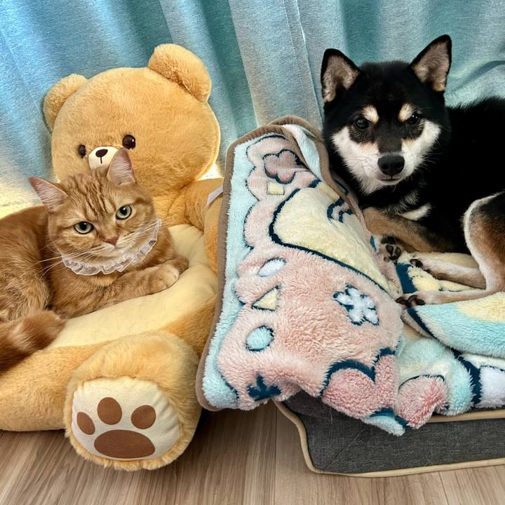 A504eb95 1150 43f6 a6de ab5a51532c7f 1735879037592