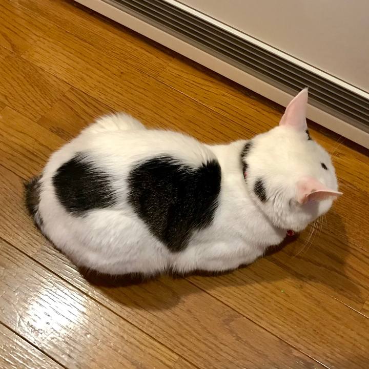 A5058c07 1409 413f a0f7 daf21482c7ef 1549772802575