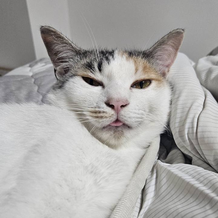 A509aa66 d416 46e4 ac23 5fa76013d4bd 1753757798597