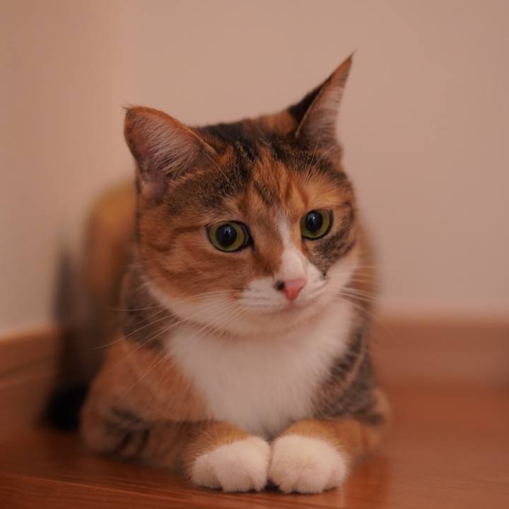 A50a4cc4 71ed 4a4e b7de 5c757660dc7d 1627477160008