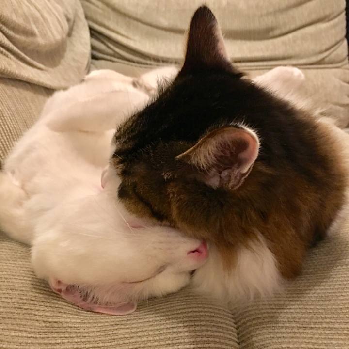 A50d66fb 63ee 4715 9252 418c639ebebe 1512690874236