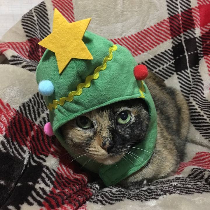 A50ee64d 7d43 452c a180 f0caa377b100 1513875472691