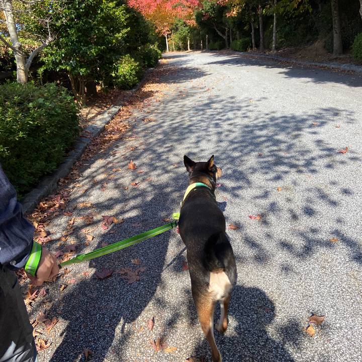 A50f1909 29f5 4a02 9530 c769b6799263 1605443598119