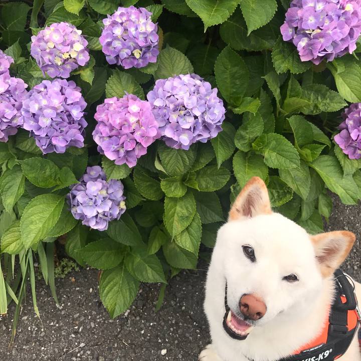 A51337ae 8758 49ff be63 a99b0e1b2ec1 1527033752361