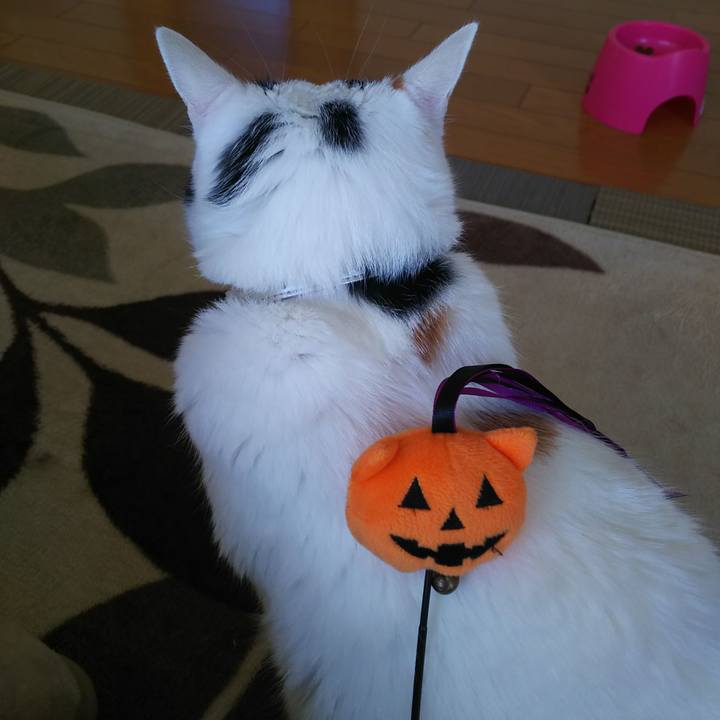 A513d7e4 219a 4b93 ac58 f7c496af4654 1572475572471