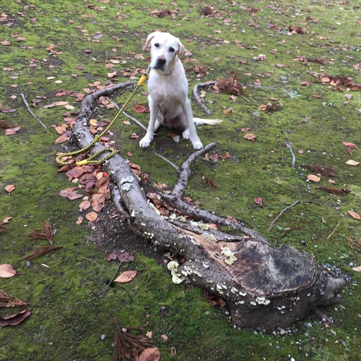 A5144f63 b37c 45b2 a2e9 c6a14b8a470c 1511916489595