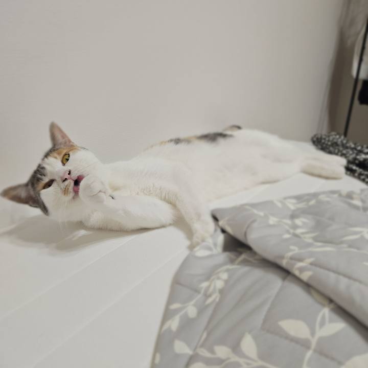 A515bb2d a3dd 41d6 9e8d 72ded91d8ce3 1760163749670