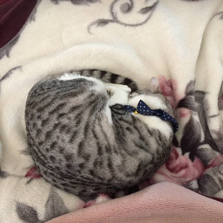 A5177c40 5f72 404d 8a75 f195ff0d115d 1523504411969