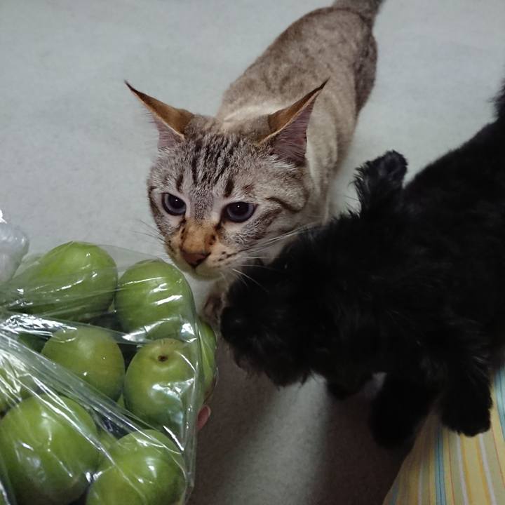 A518c4ce 00f7 48de 8852 467b152a00e1 1591187272894