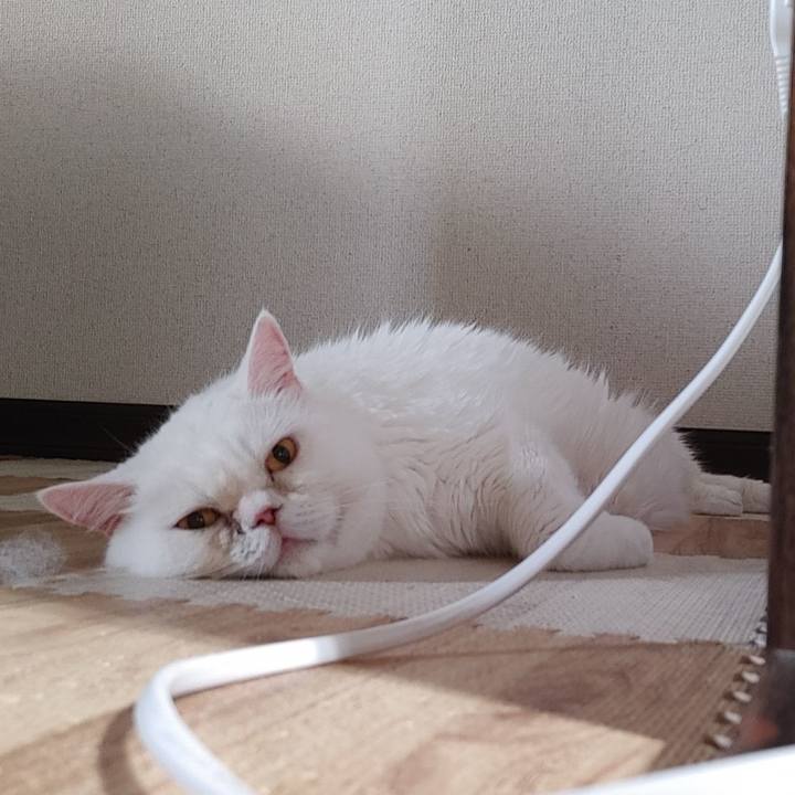 A519938c 7e62 4dbc ab9a 7336d7da5848 1720342694890