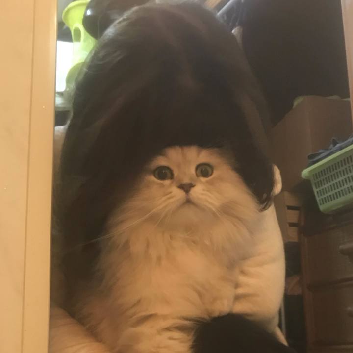 A519bd16 5050 48b5 94cb b74f9520fd1a 1581684784453