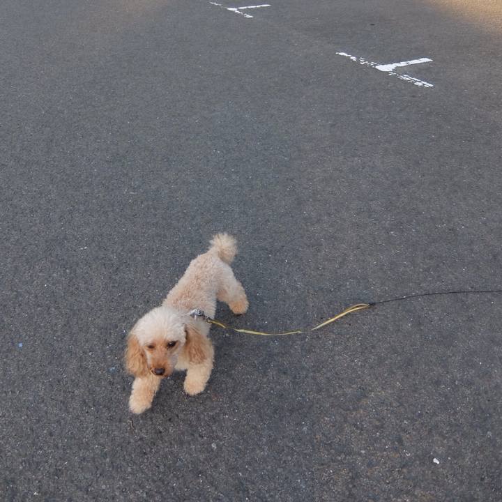 A519e5bf 568d 4afd bef6 55bd733ca6af 1532345267180