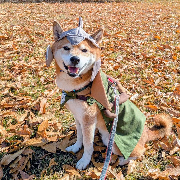 A51b33ed 430b 406a 8056 1f23fafd7996 1763978198348