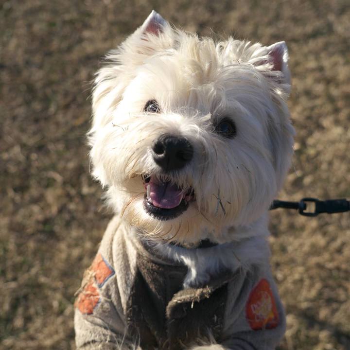 A51bd1a6 d115 4847 a697 5047502d6cb7 1513519447642