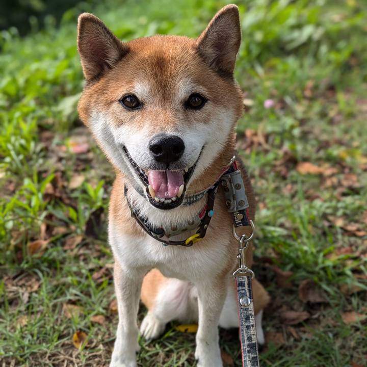 A51c24e0 bd05 4d2e b8e4 f3dc9fdb3cf4 1725668250383