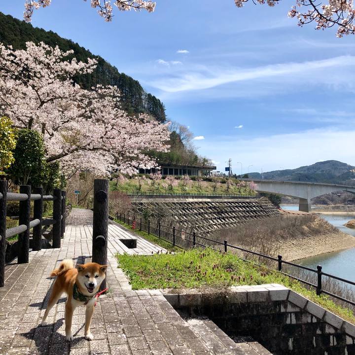 A51e22f6 c290 4b79 bcf8 5ab7c0e5c561 1555575138965