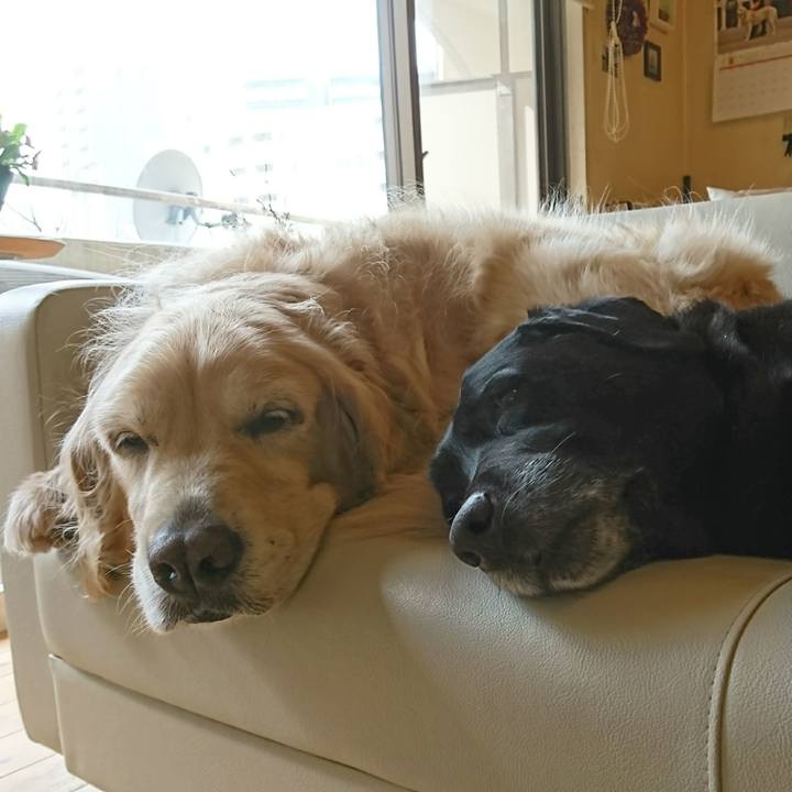 A51e4351 6c38 4a47 ad91 08c7bab11623 1548215958513