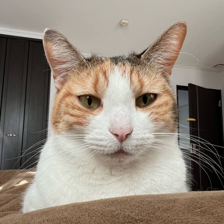 A51efd44 c65b 47ee a55d ef0d601c9d7b 1765510955270