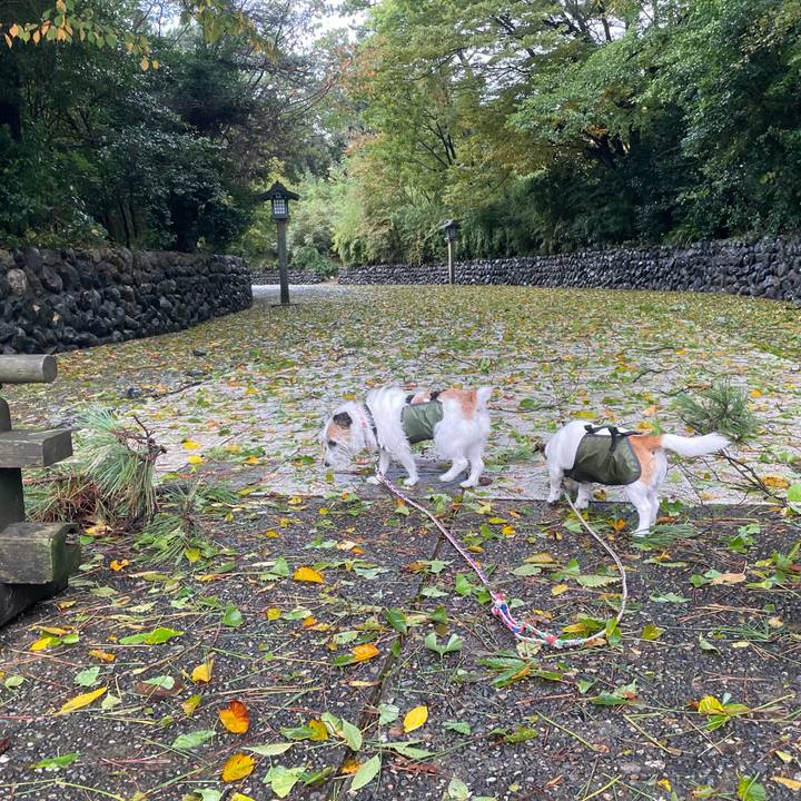 A51f5947 ab36 40cd a61a 66b1eae80c42 1761955416409