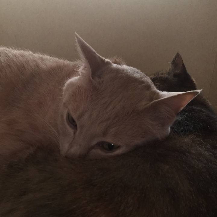 A5209d0b ddc2 4c1f aa61 38c0e7f1c9c0 1591141926826