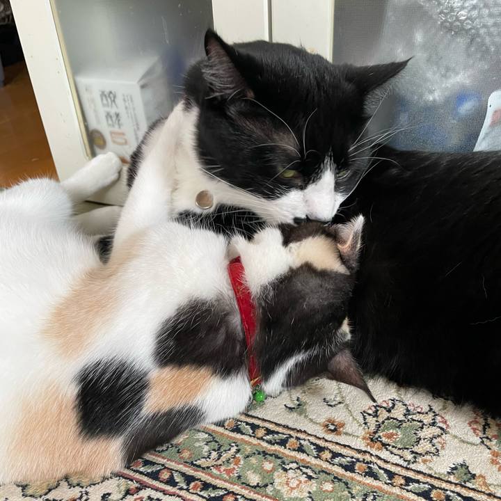 A5254a3a f75e 4411 af49 3004ad63a60e 1722821770987