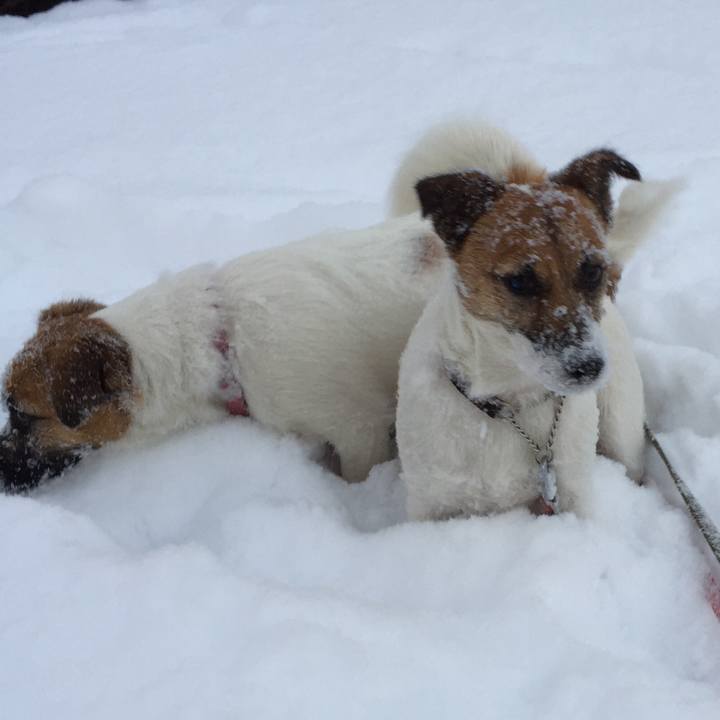 A5266266 1df1 49b5 9b74 5c5ebc1e7f6e 1517366053172