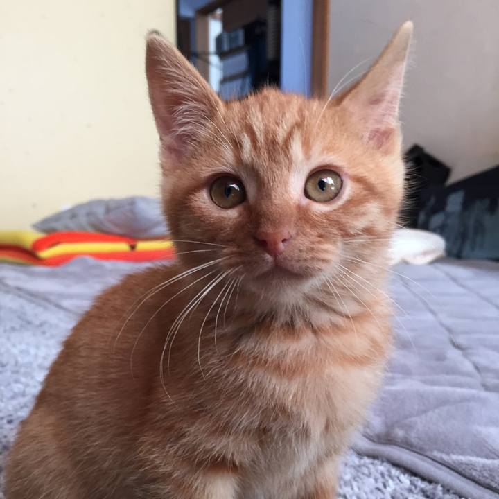 A5269aaa e677 441f 941a d312921e19ae 1510581008603