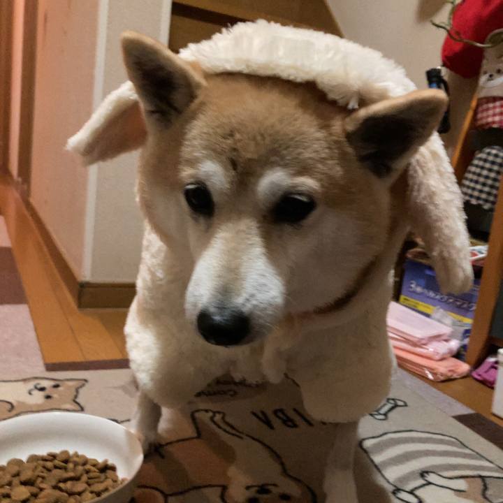 A527672f 877e 4c4e 9544 306982b6fd40 1639488462043