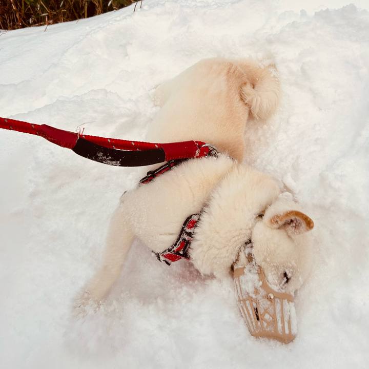 A527d057 ec7f 4ac3 bef1 0d53ba35bbc5 1702507213299