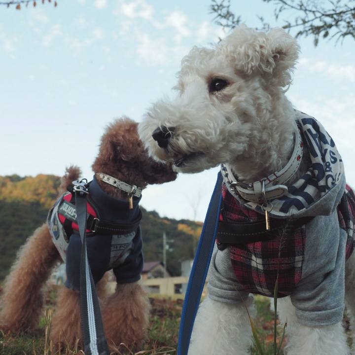 A528323e bbaa 4494 9238 1ffb0cfd926f 1509728583600