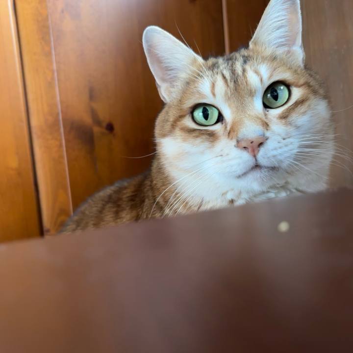 A5289217 1512 4ada a0d3 25d398db9dd8 1771115240385