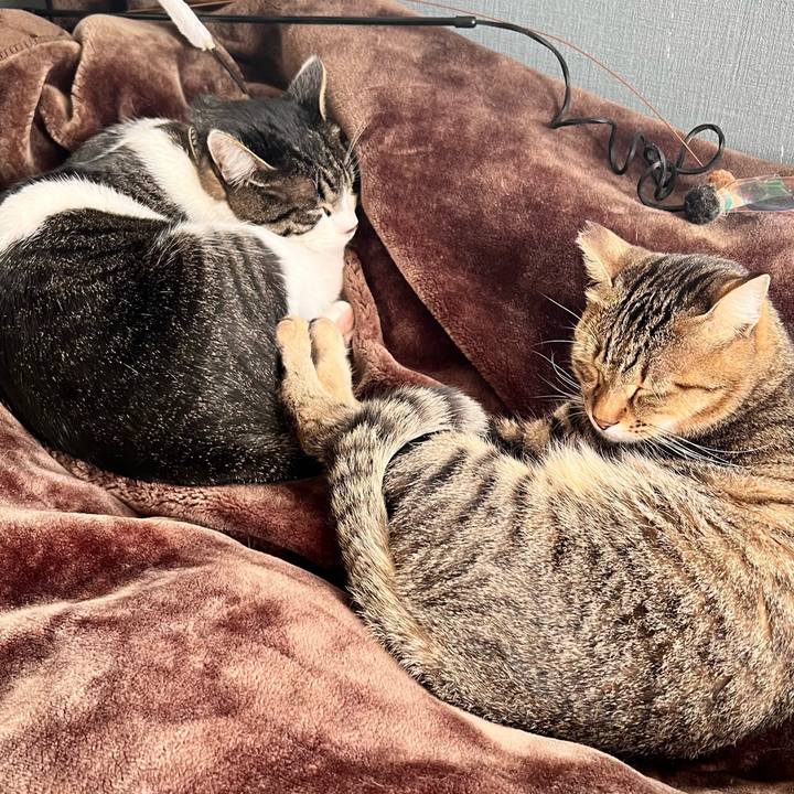 A52899ab 3f8b 471c b207 040b22cb8618 1762870948066