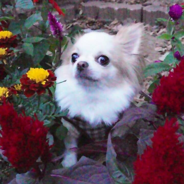 A529b218 558d 47da a52e 4234ce0e2aff 1604753678433