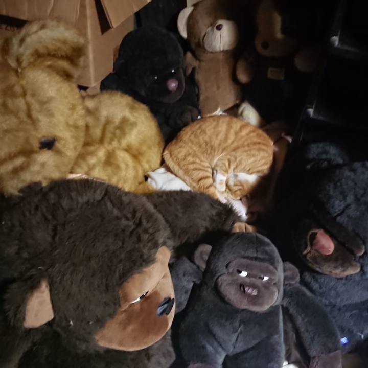 A52a7cfb 4fd0 44f3 9c83 3e56f74bd38d 1605529559783