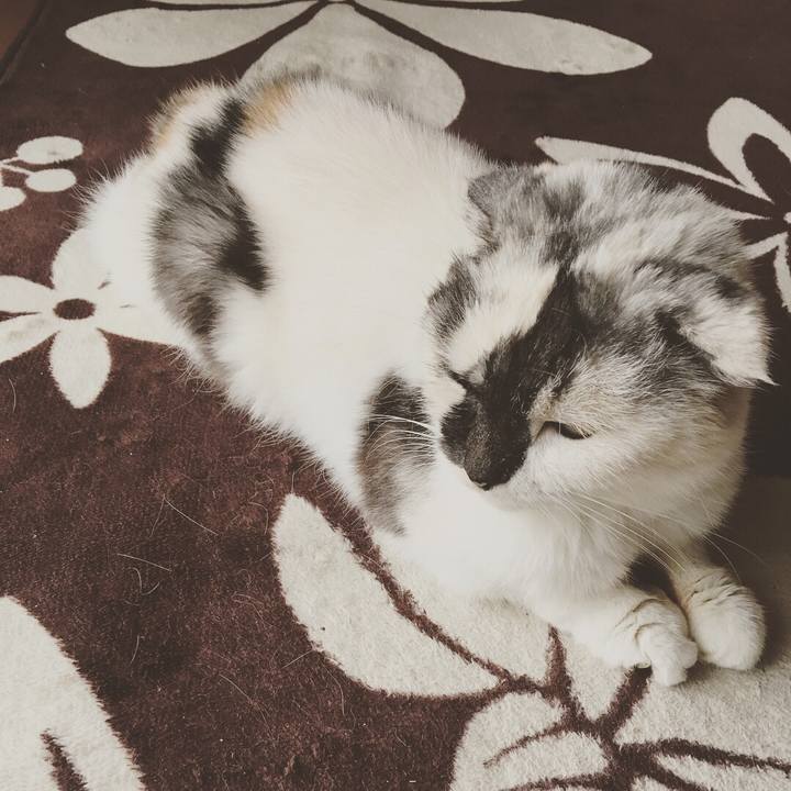 A52aa461 7c0c 4c4f 929b 129a096f06ae 1528965497858