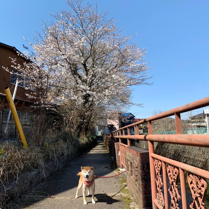 A52dd6a4 e045 41a4 a359 91cff3a93430 1586252242510