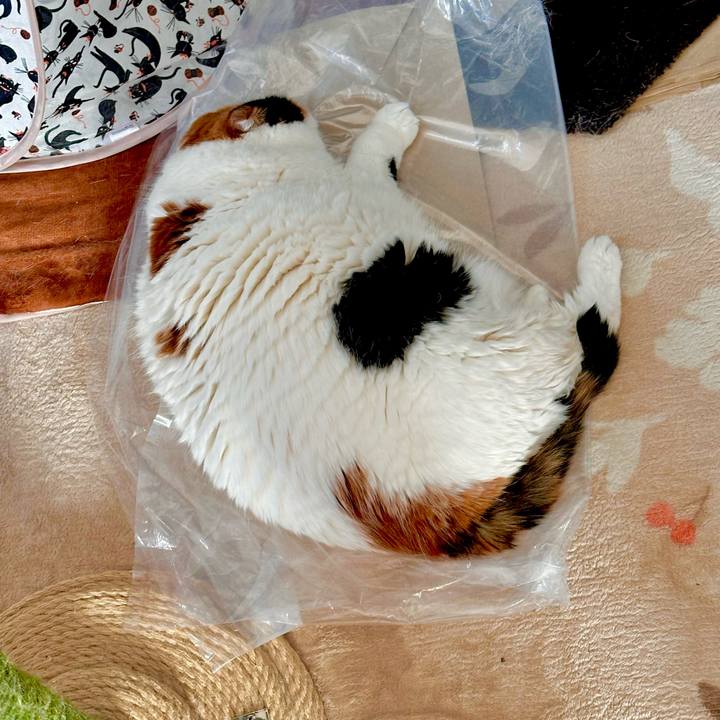 A52ecae7 5e57 49e4 8975 1bba4bfae42b 1702513261874