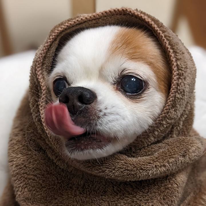 A52f722d 7276 42bb a1bf 71017badec77 1681702490409