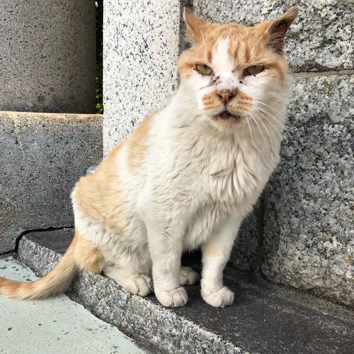 A5302f4c 1158 4036 ae2e 8350dc821e53 1525169099878