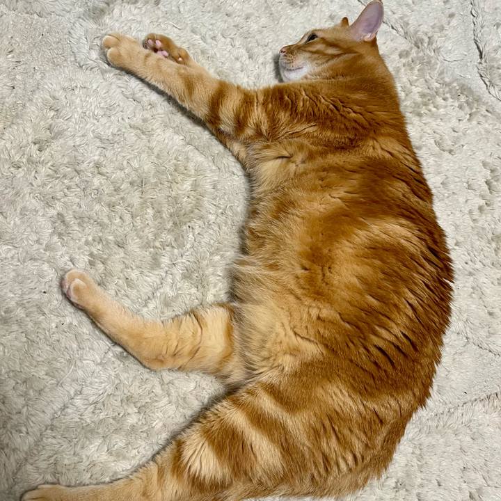 A531120d 4c37 4000 8dc3 1d83b29deacf 1666132109282