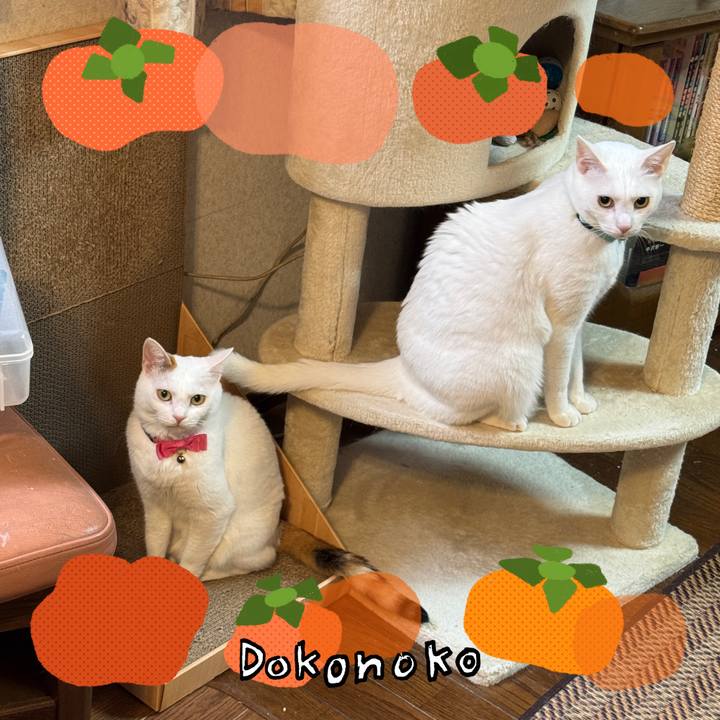 A533979b 24c7 4d25 9387 478ff5ff176e 1761465666975