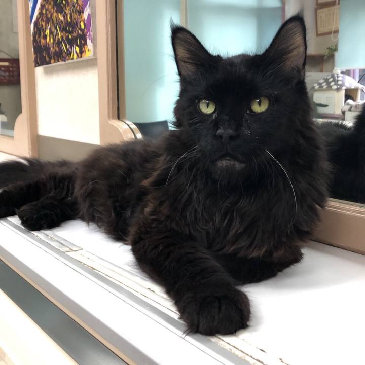 A533b17a 1886 4d66 a59c aff150ba29f5 1576020758603