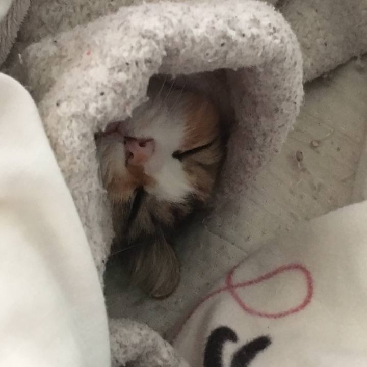 A5345aeb d8b6 4096 8a52 64efbd38ca61 1553512715750