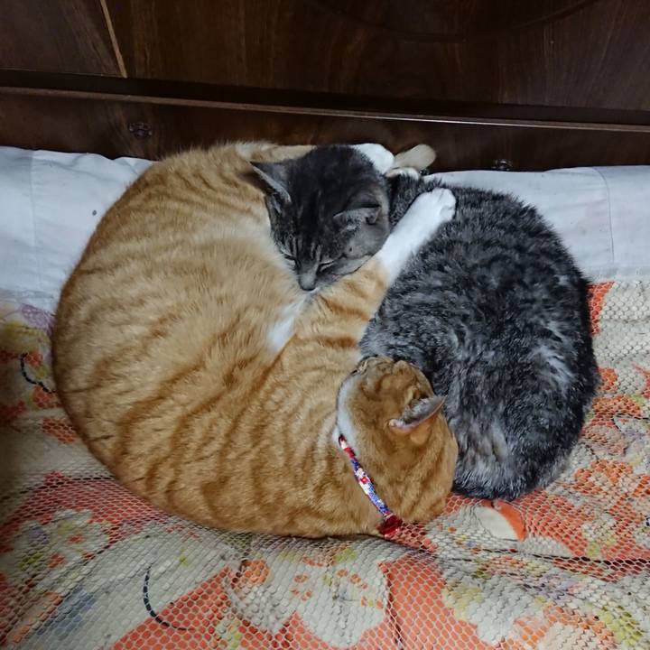 A53afd0a ad54 4dfa 8cfc dd6a611ebbf2 1577888670453