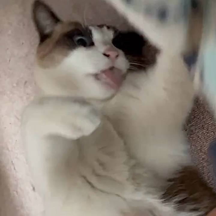 A53b9740 4260 4413 9344 68fcef601240 1766646001393