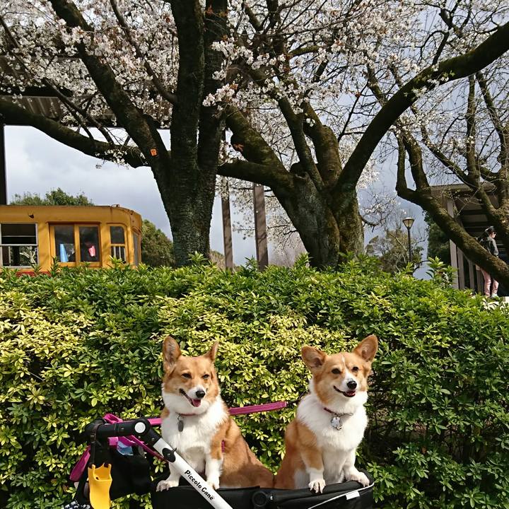 A53b9a22 7239 4a11 af2b f2aee1c2e817 1553756553506