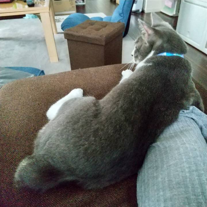 A53ba9cc b40a 4c66 a324 fca8e8e1a2dd 1620458407732